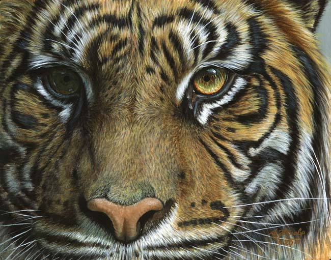Tiger Face