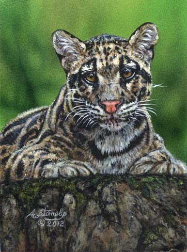 Watching You (clouded leopard)