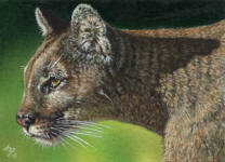 ACEO-Cougar-Mountain-Lion